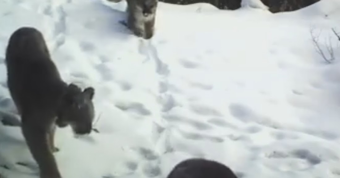 Yellowstone Cougar Secrets: Trail Cameras Expose Hidden Lives